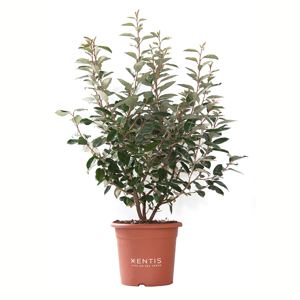 Eleagnus Ebbingei Eleagnus Ebbingei