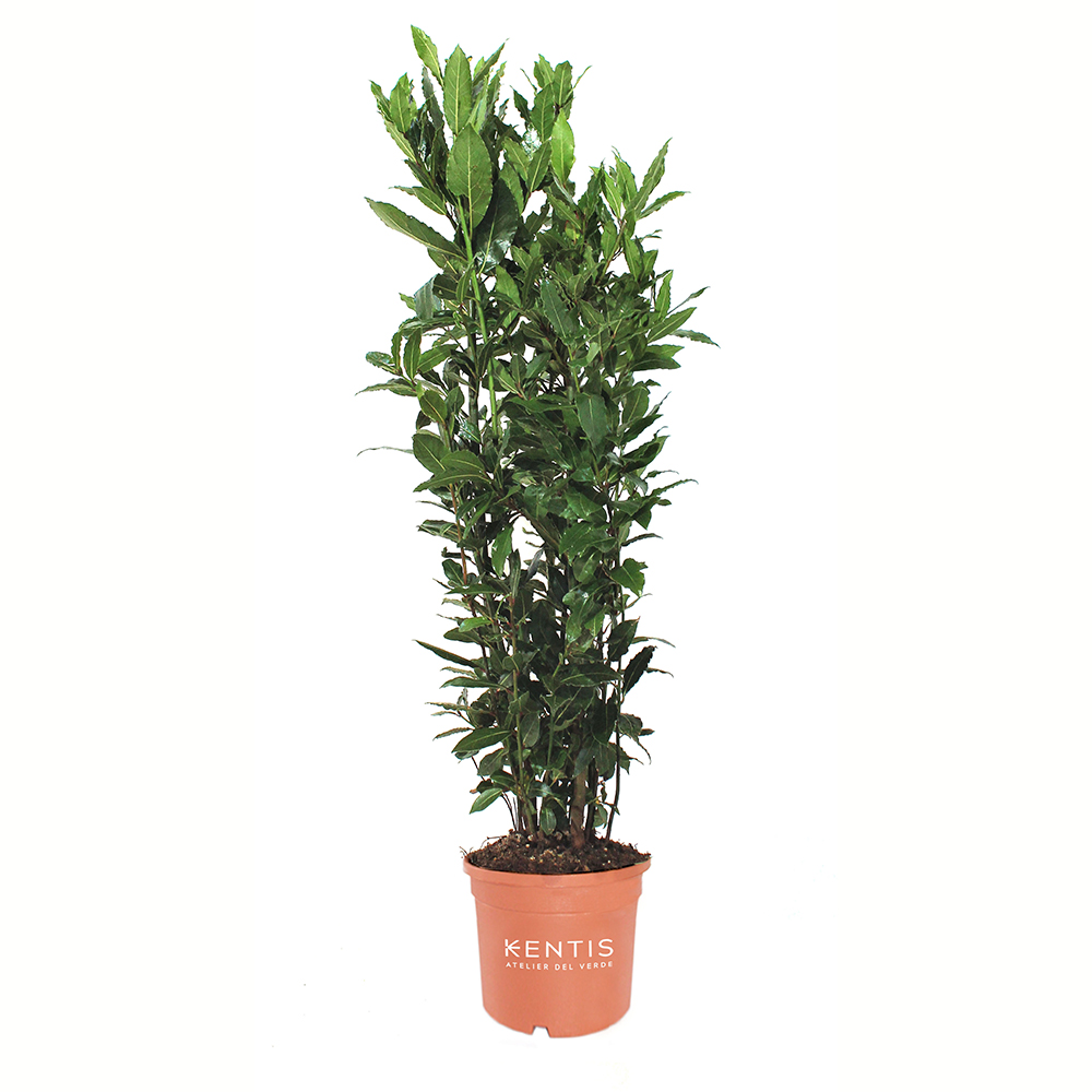 Laurus-Nobilis-Alloro-75cm Laurus Nobilis - Alloro