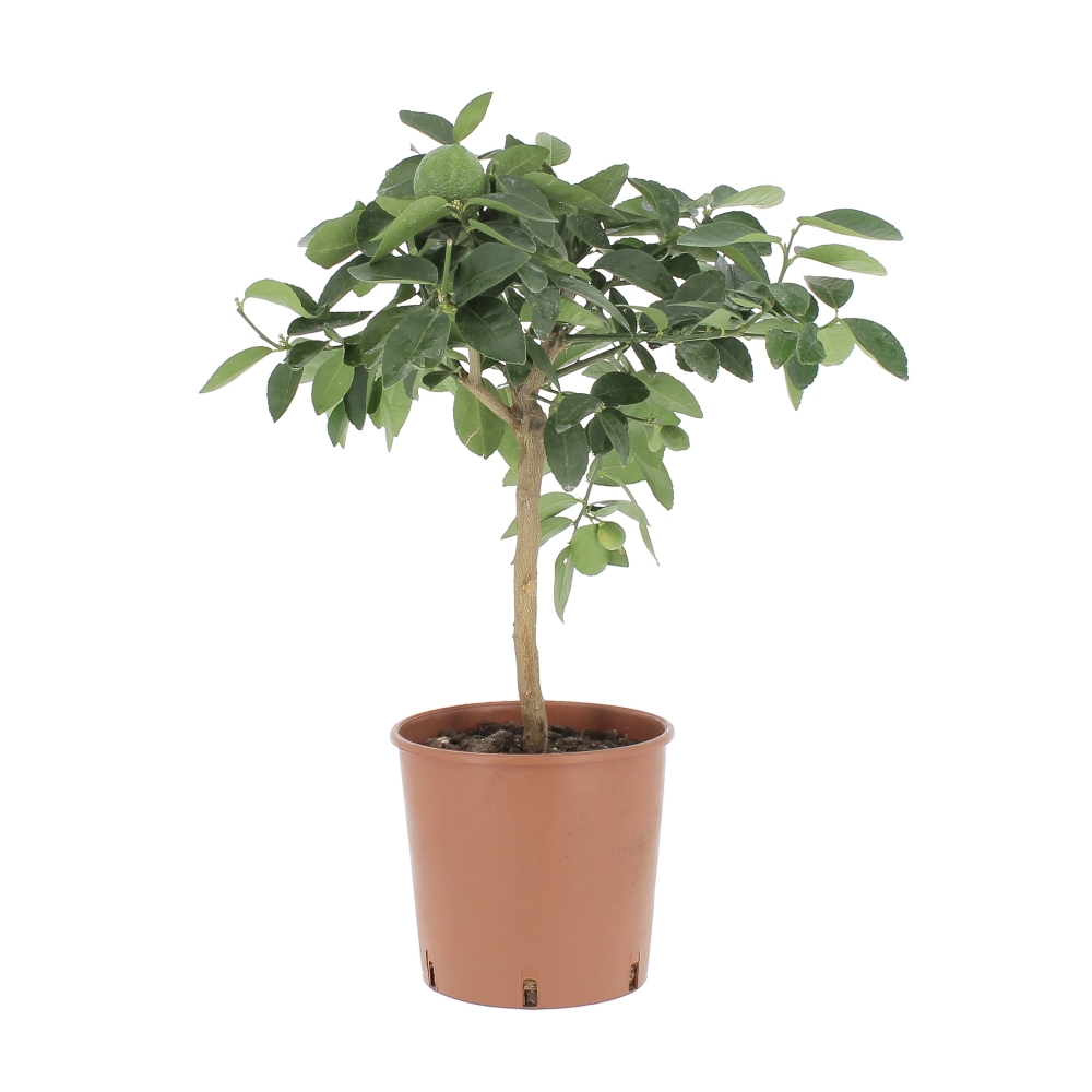 Citrus-lime-frontale Citrus Aurantifolia - Pianta di Lime