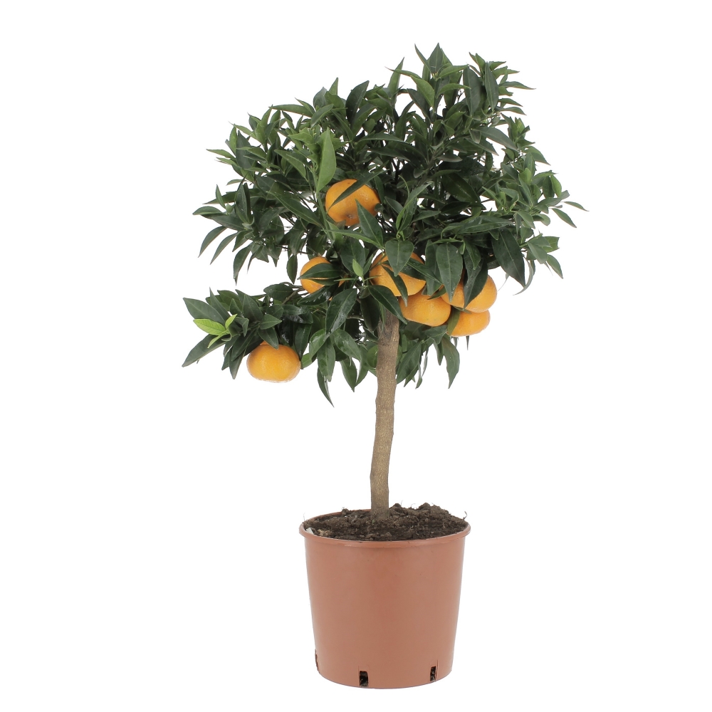 Citrus-reticulata-frontale Citrus reticulata