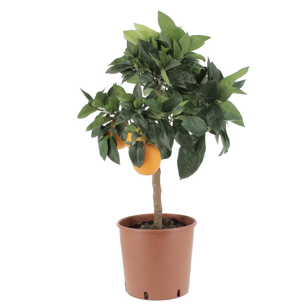 Citrus-sinensis-arancio-rosso-frontale Citrus Sinensis Rosso “Moro”