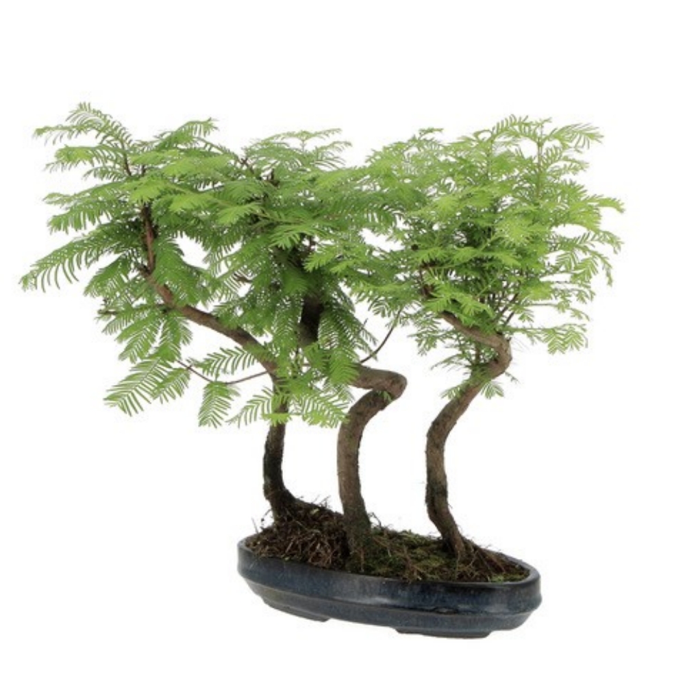Bonsai-Metasequoia Bonsai Metasequoia