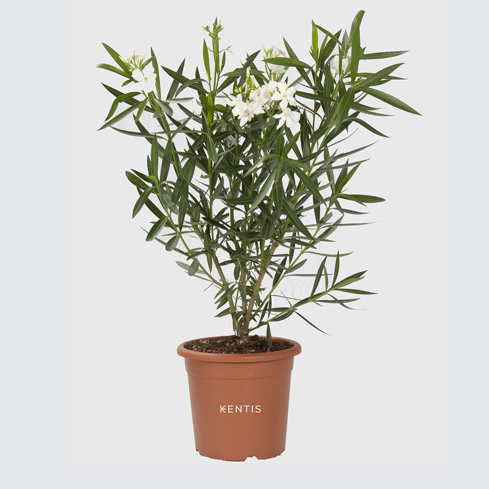 nerium-oleander-bianco nerium-oleander-bianco