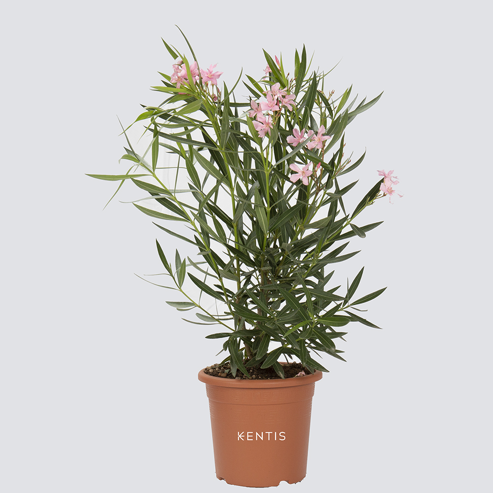 Nerium Oleander Rosa Nerium Oleander Rosa
