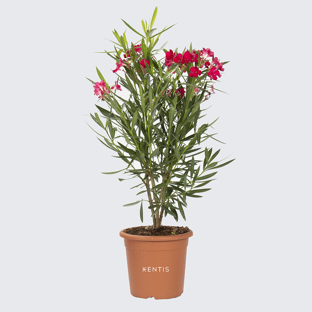 Nerium Oleander rosso Nerium Oleander rosso
