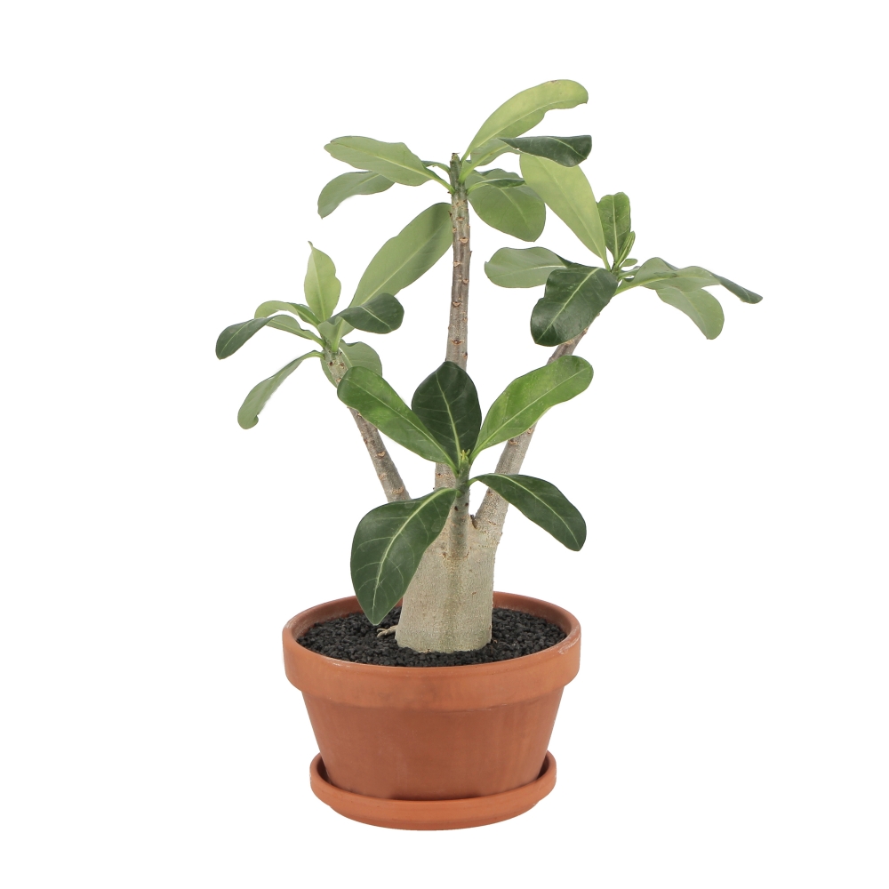 PTG-Adenium-Baobab-frontale Adenium Obesum Ansu Baobab