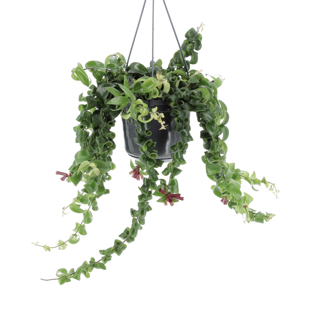 PTG-AeschynanthusRasta-v15-frontale Aeschynanthus Rasta