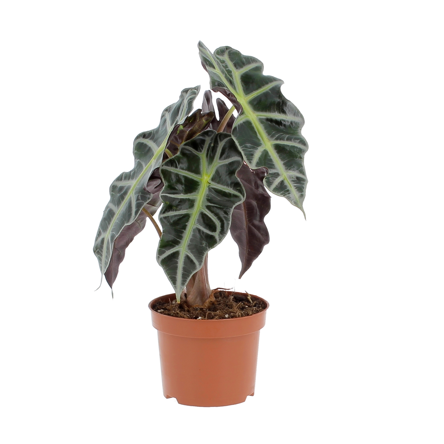 PTG-Alocasia-Polly-v12-h35_frontale Alocasia Polly