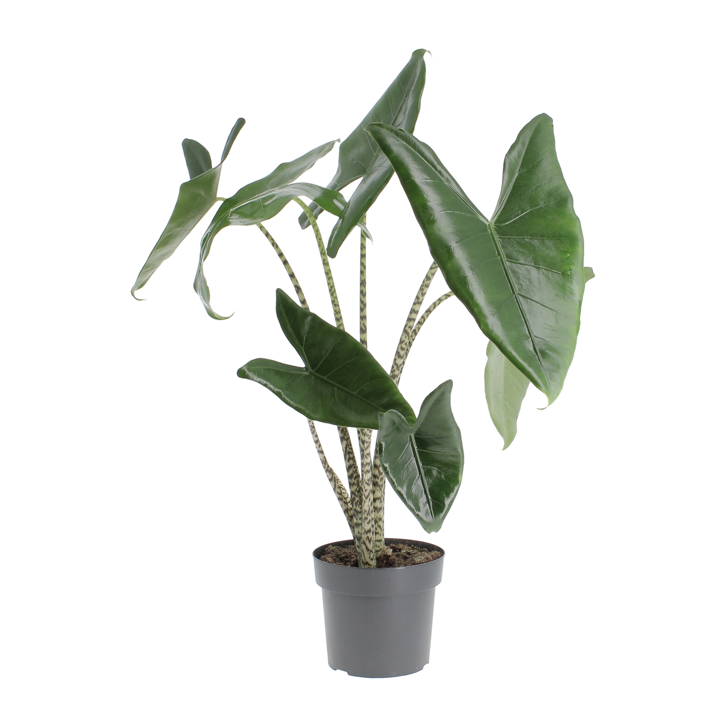 PTG-Alocasia-Zebrina-v17-h60-frontale Alocasia Zebrina