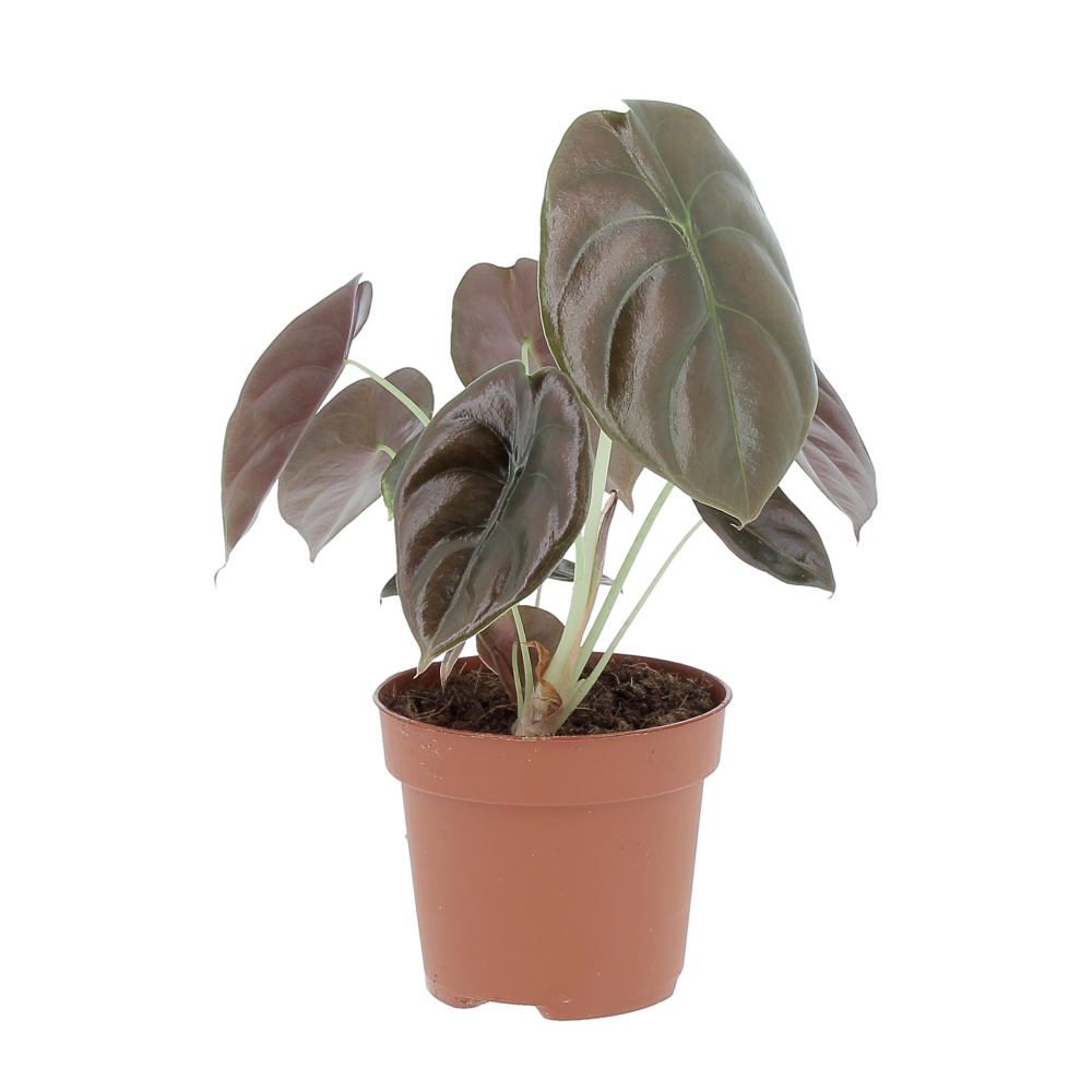 PTG-AlocasiaRedSecret-v12-h20_0005_Livello 1 Alocasia Red Secret