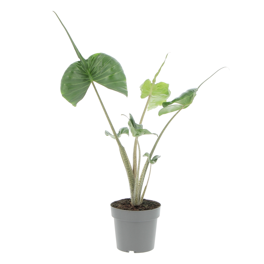 PTG-AlocasiaStingray-frontale 2 Alocasia Stingray