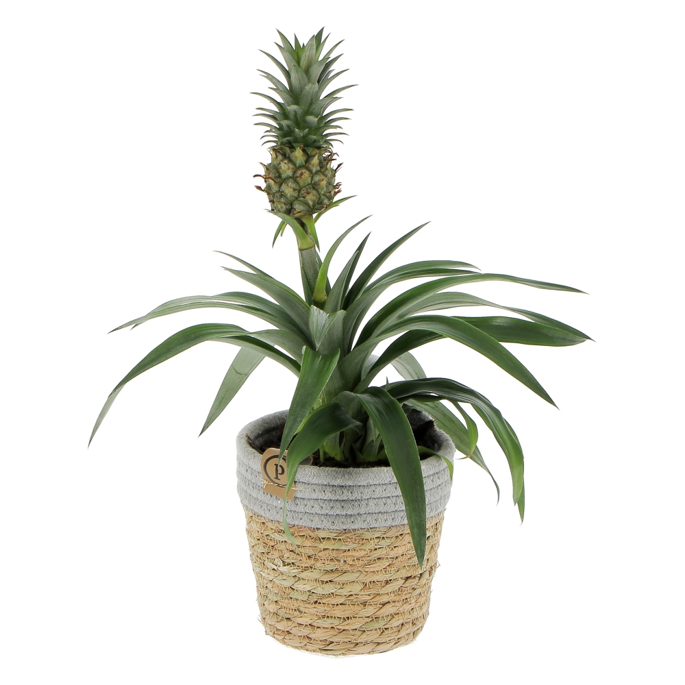 PTG-Ananas-frontale Ananas Corona