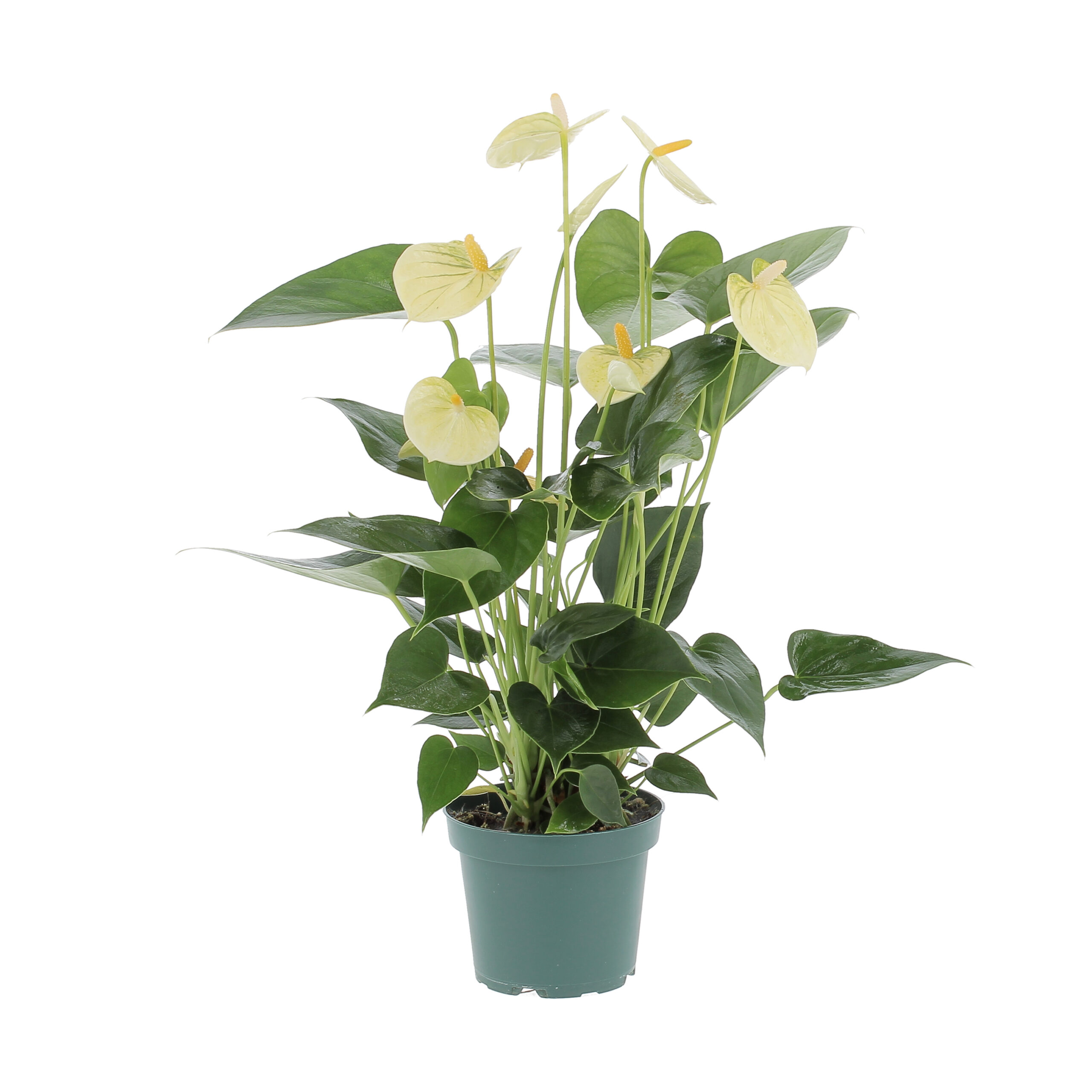 PTG-Anthurium-Vanilla-v12-h35-frontale
