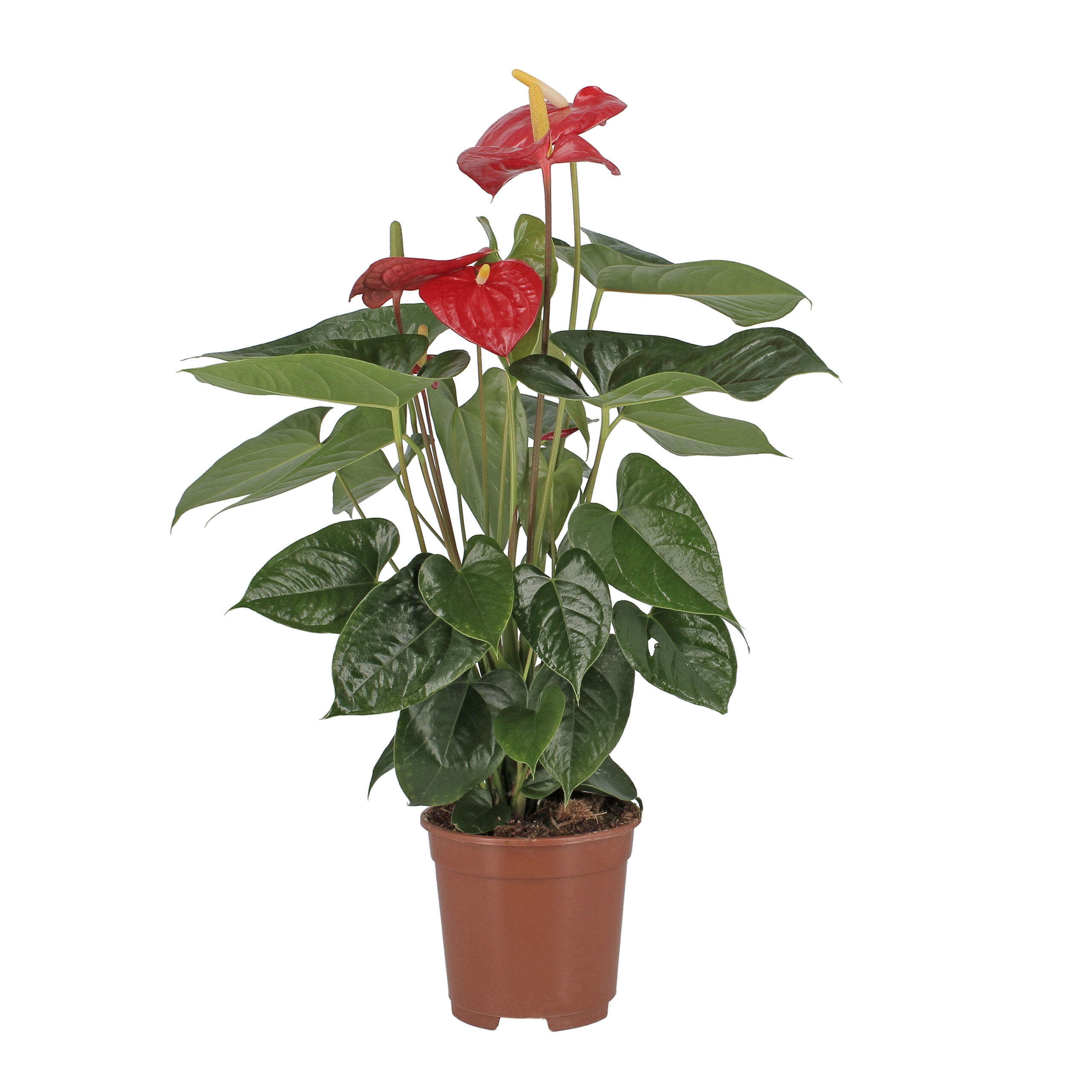 PTG-Anthurium-andreanum-v17-h70-frontale Anthurium