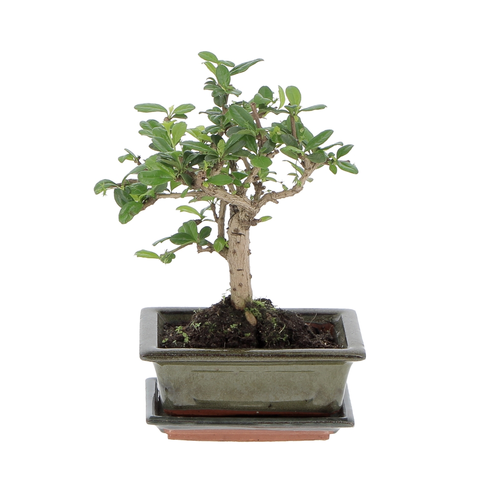 PTG-BonsaiCarmona Fronte