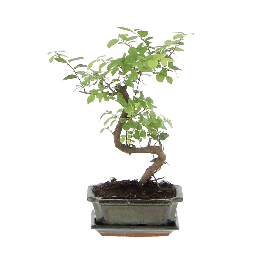 PTG-BonsaiSageretia Fronte Bonsai Sageretia Theezans