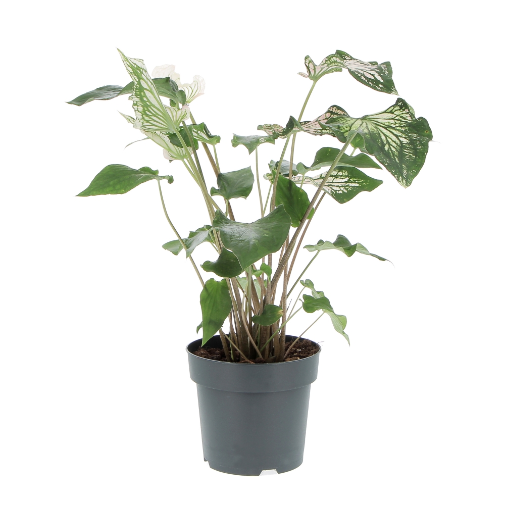 PTG-CaladiumThai-frontale Caladium Thai beauty