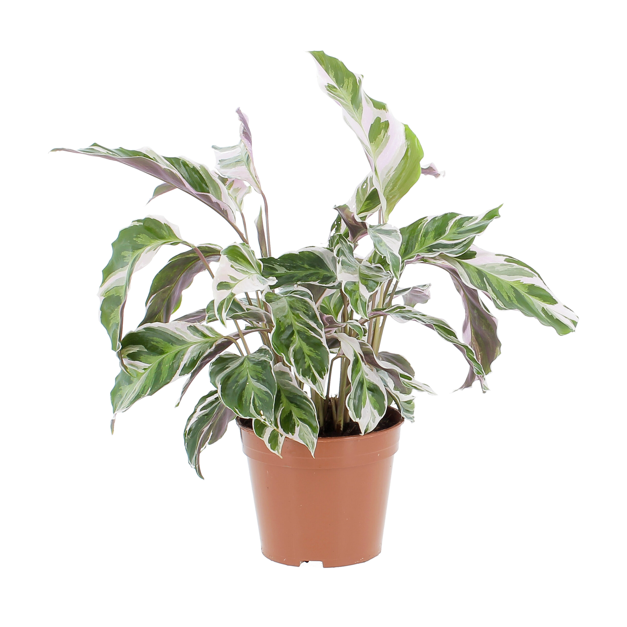PTG-CalatheaFisionWhite-v14-h40-frontale