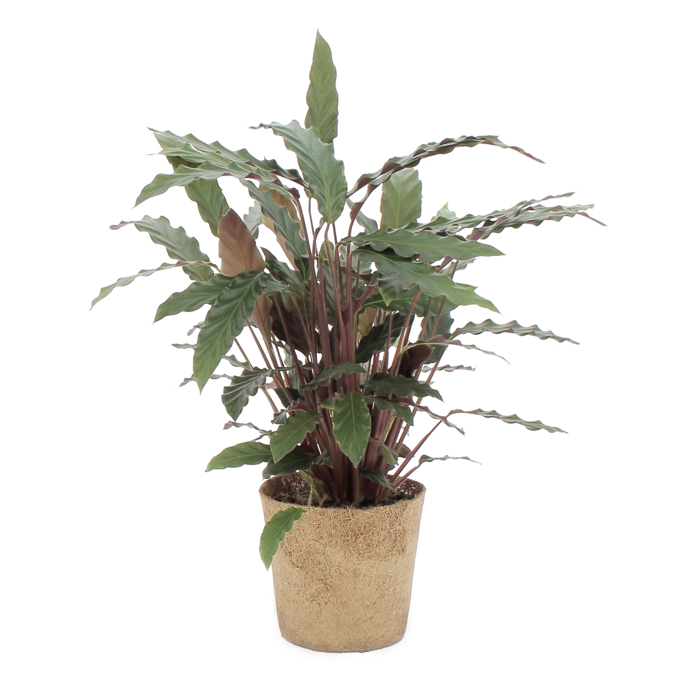 PTG-Cocoz-Calathea-Rufibarba-v17-h60-frontale Kokodama Calathea Rufibarba