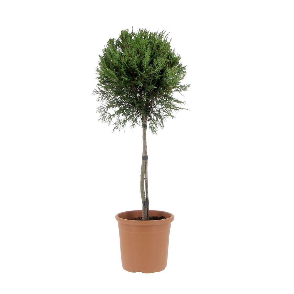 PTG-CupressocyparisLeyland-frontale Cupressocyparis Leylandii