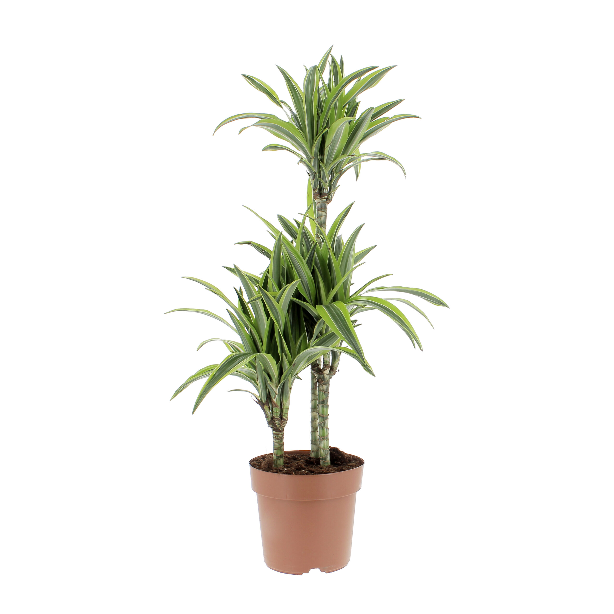 Dracaena LemonLime Dracaena LemonLime