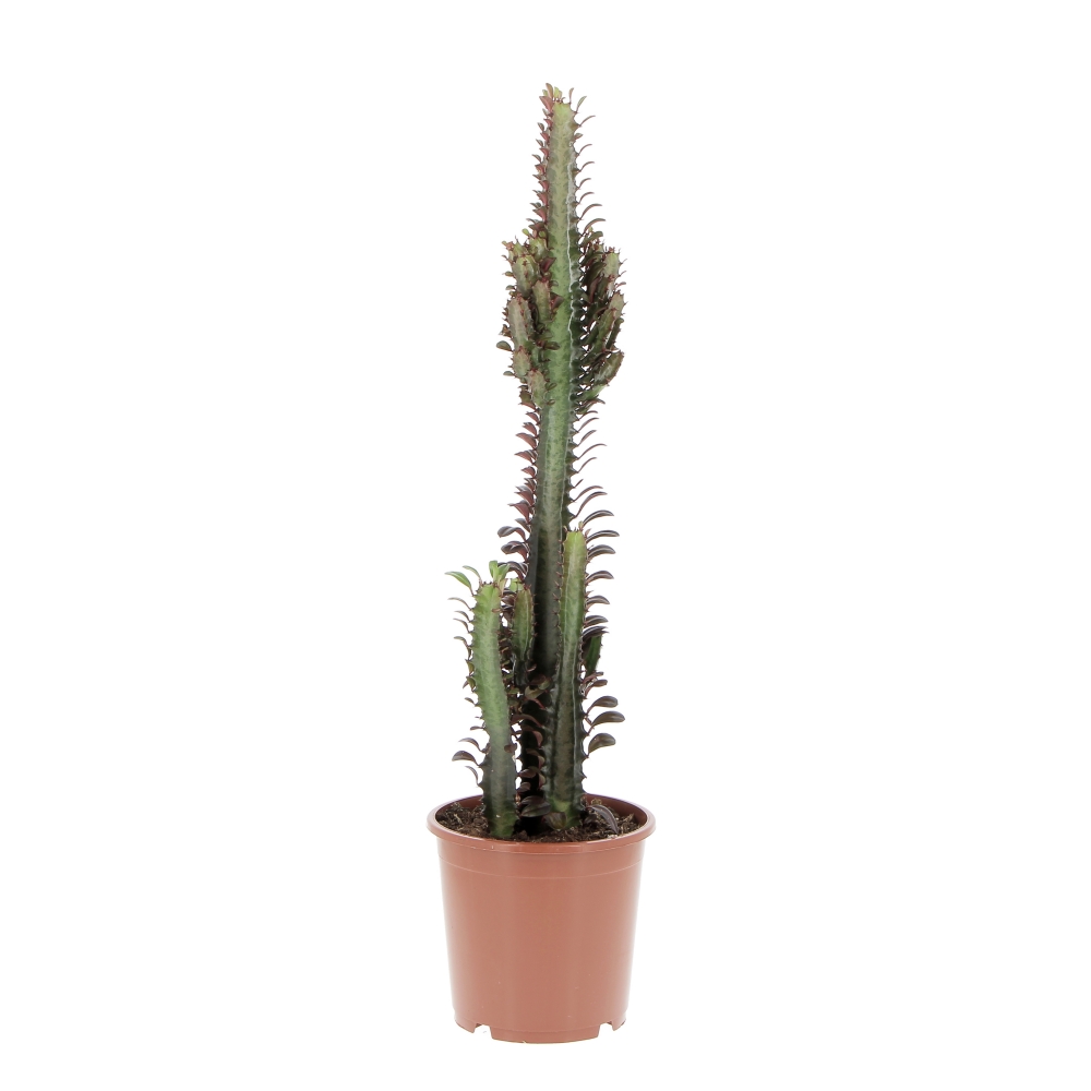 PTG-EuphorbiaTrigonaRubra-frontale Euphorbia Trigona Rubra