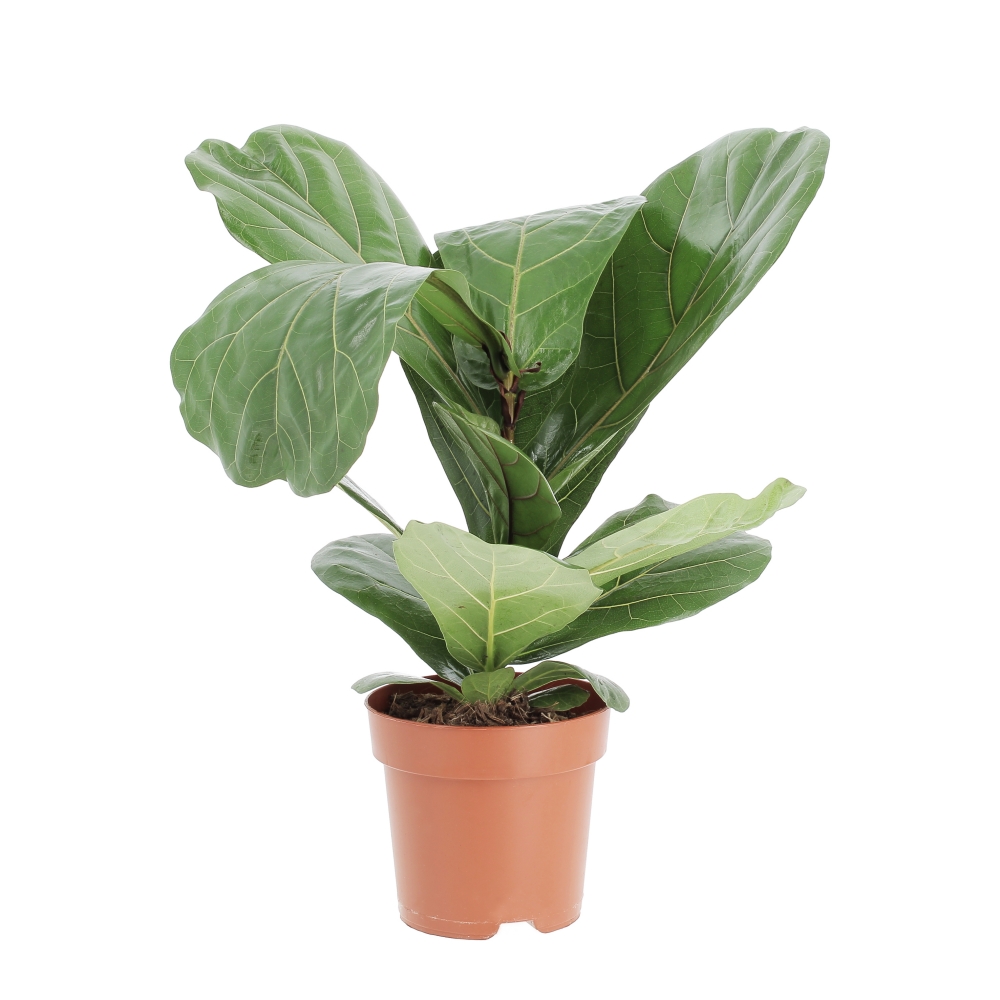 PTG-Ficus-Lyrata-v17-h70-frontale