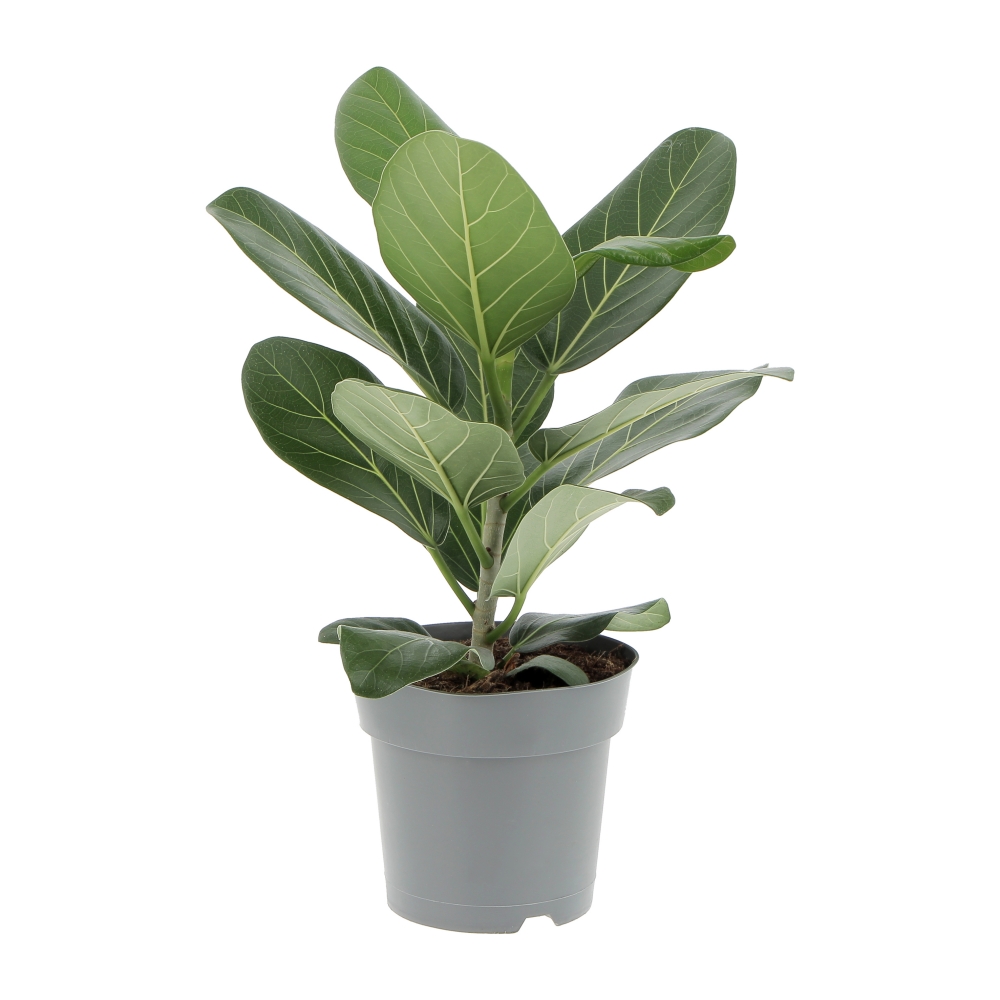 PTG-FicusAudrey Fronte