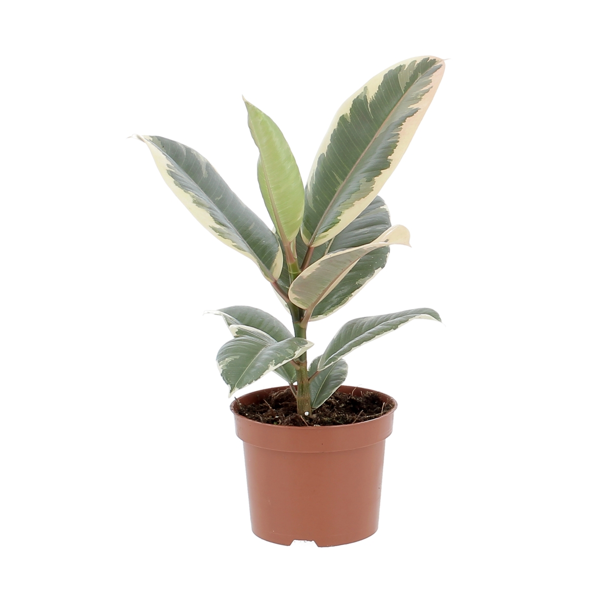 PTG-FicusTineke-v12-h35-frontale Ficus Tineke