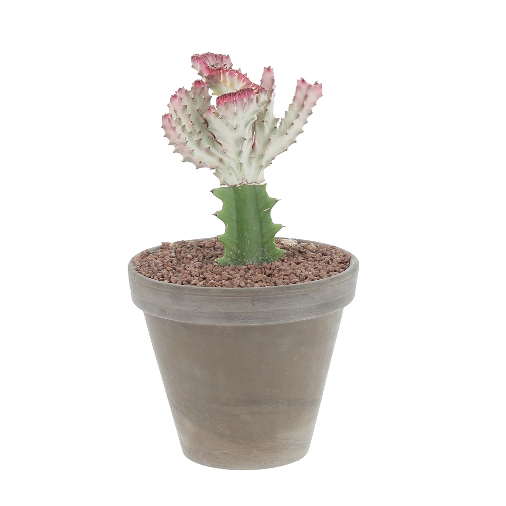 PTG-Grasse-Euphorbia-Lactea-Crestata-Innesto-v18-h45-frontale Euphorbia Lactea Crestata