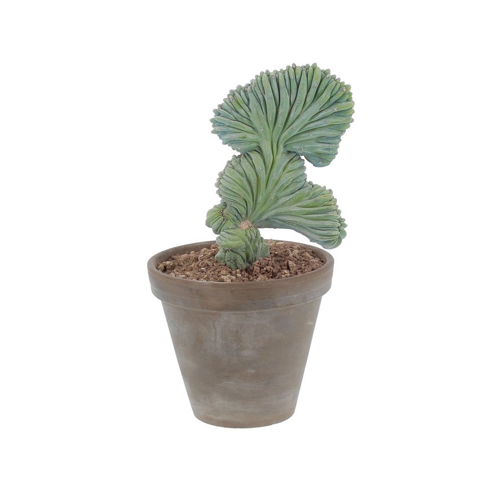 PTG-Grasse-Terracotta-Myrtillocactus-Geometrizans-Crestato-v18-h40-frontale Myrtillocactus Geometrizans Crestato