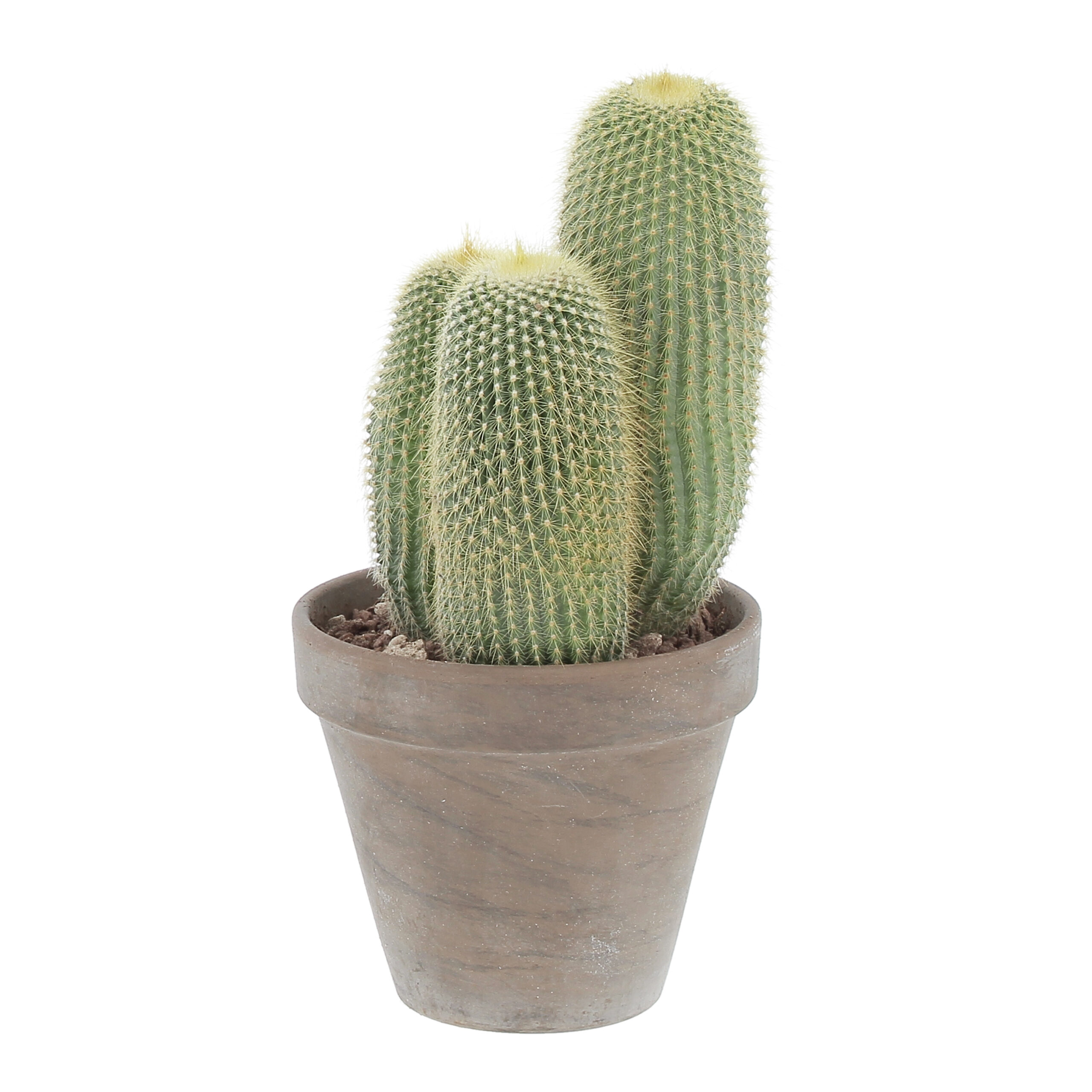 PTG-Grasse-Terracotta-Notocactus-Leninghausii-v14-h27-frontale