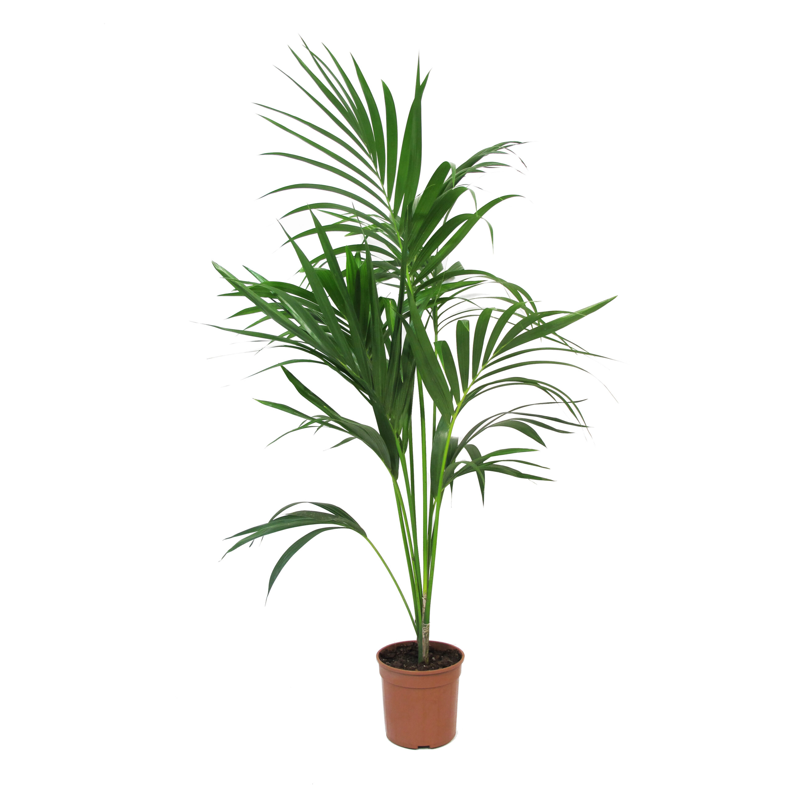 PTG-Howea-Forsteriana(Kenzia)-v20-h100-Vaso da coltura Kenzia vaso in coltura