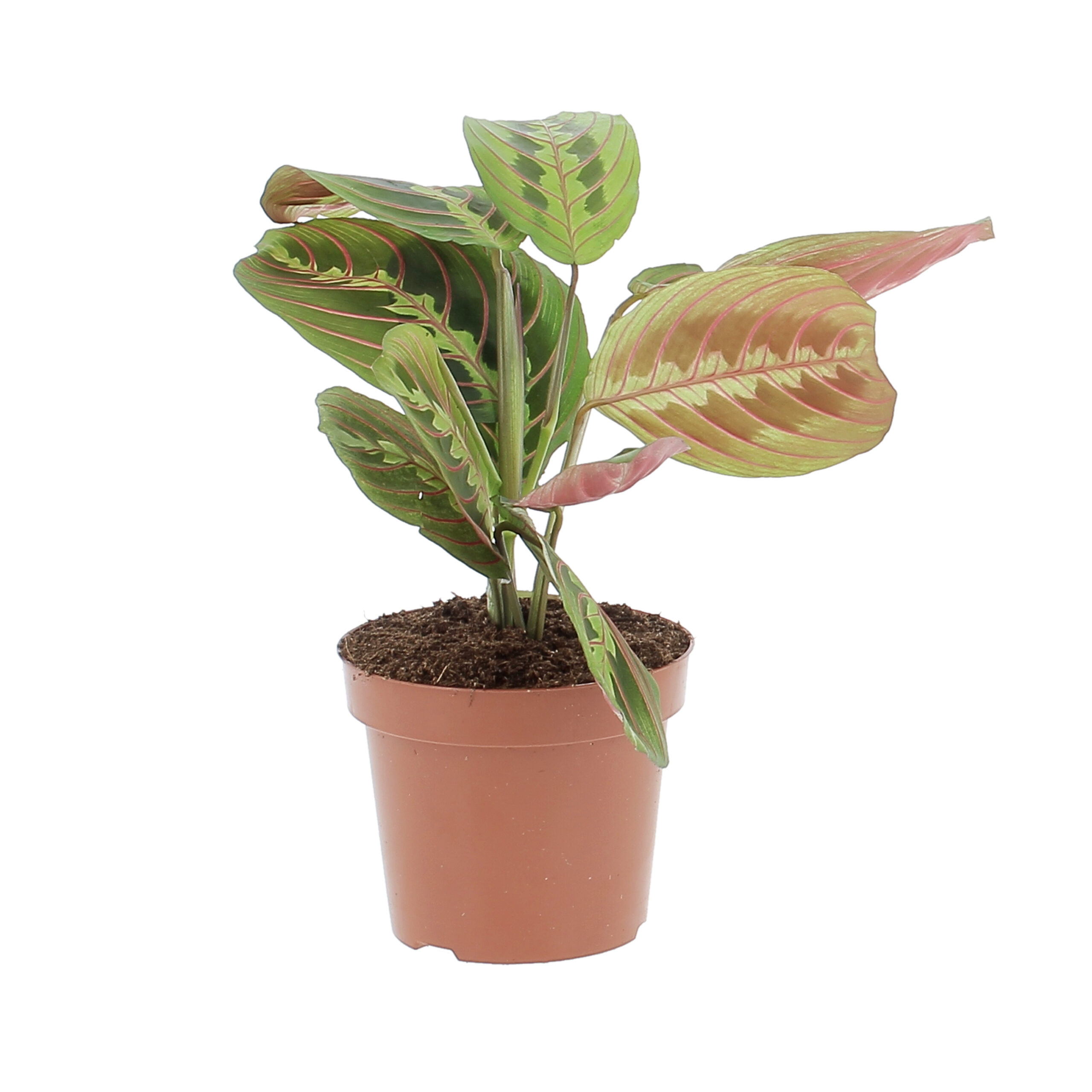 PTG-MarantaFascinator-v12-h30-frontale Maranta Leuconeura Fascinator
