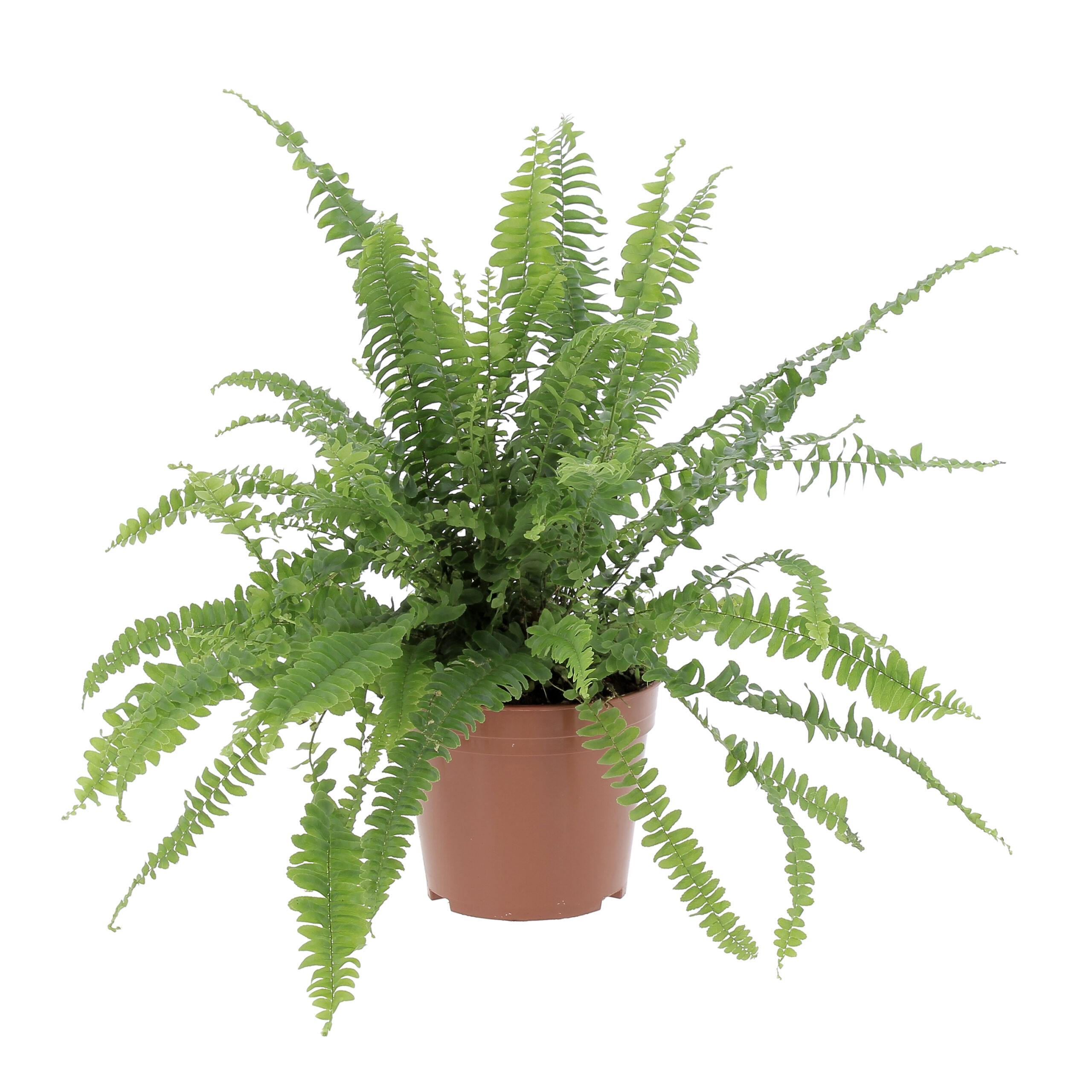 PTG-Nephrolepis-v14-h35-frontale Nephrolepis vaso coltura