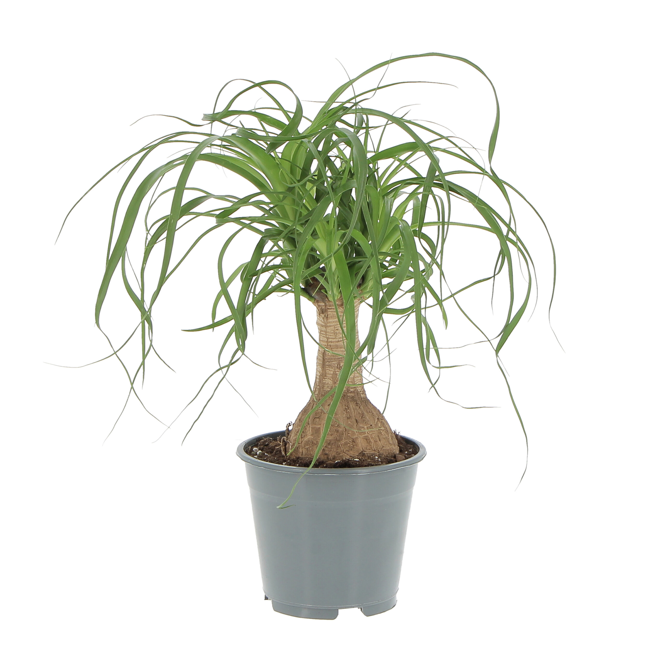 PTG-NolinaBeucarnea-v14h40-frontale beucarnea vaso coltura