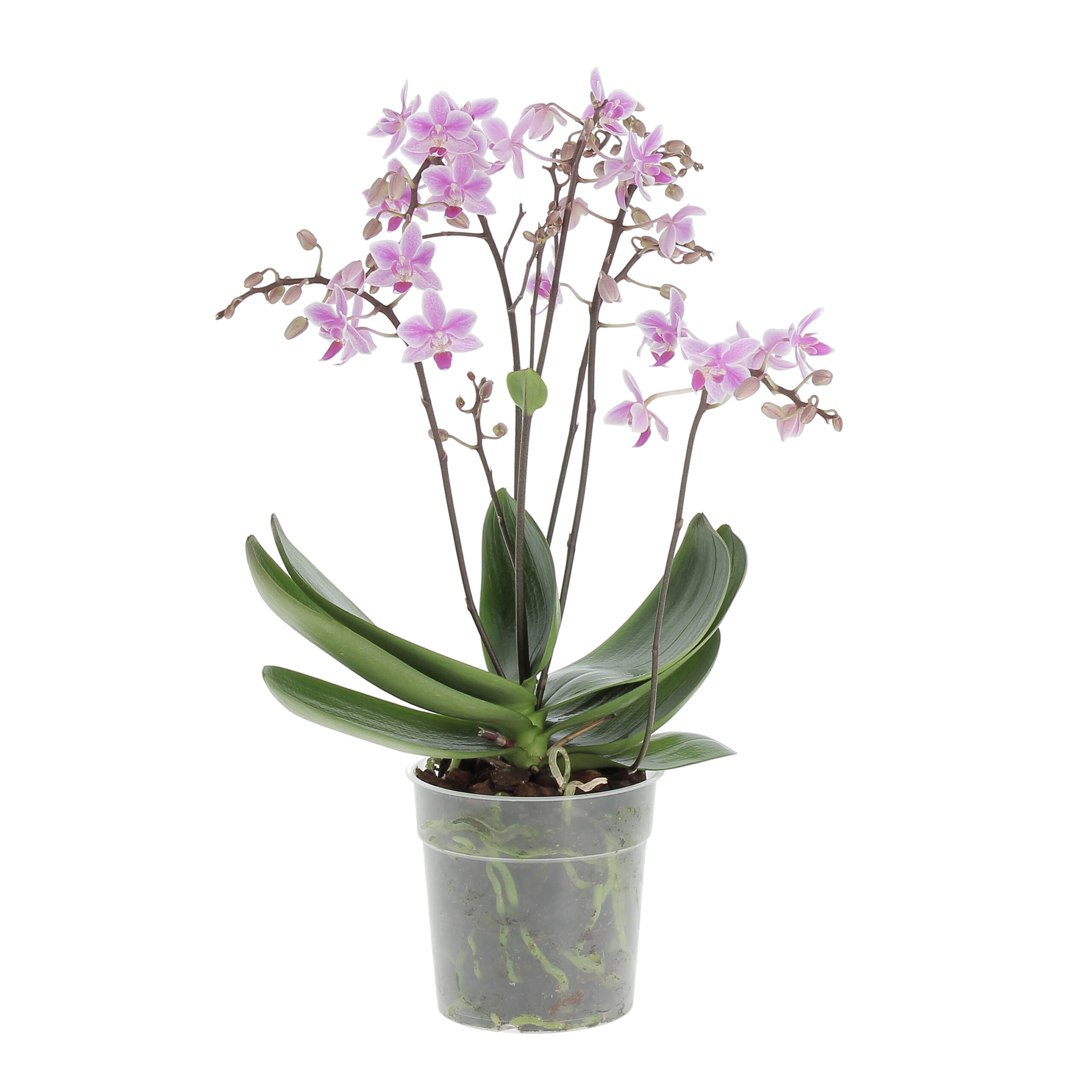 PTG-Phalaenopsis-Willd-Jaguar-4r-v12-h45-frontale
