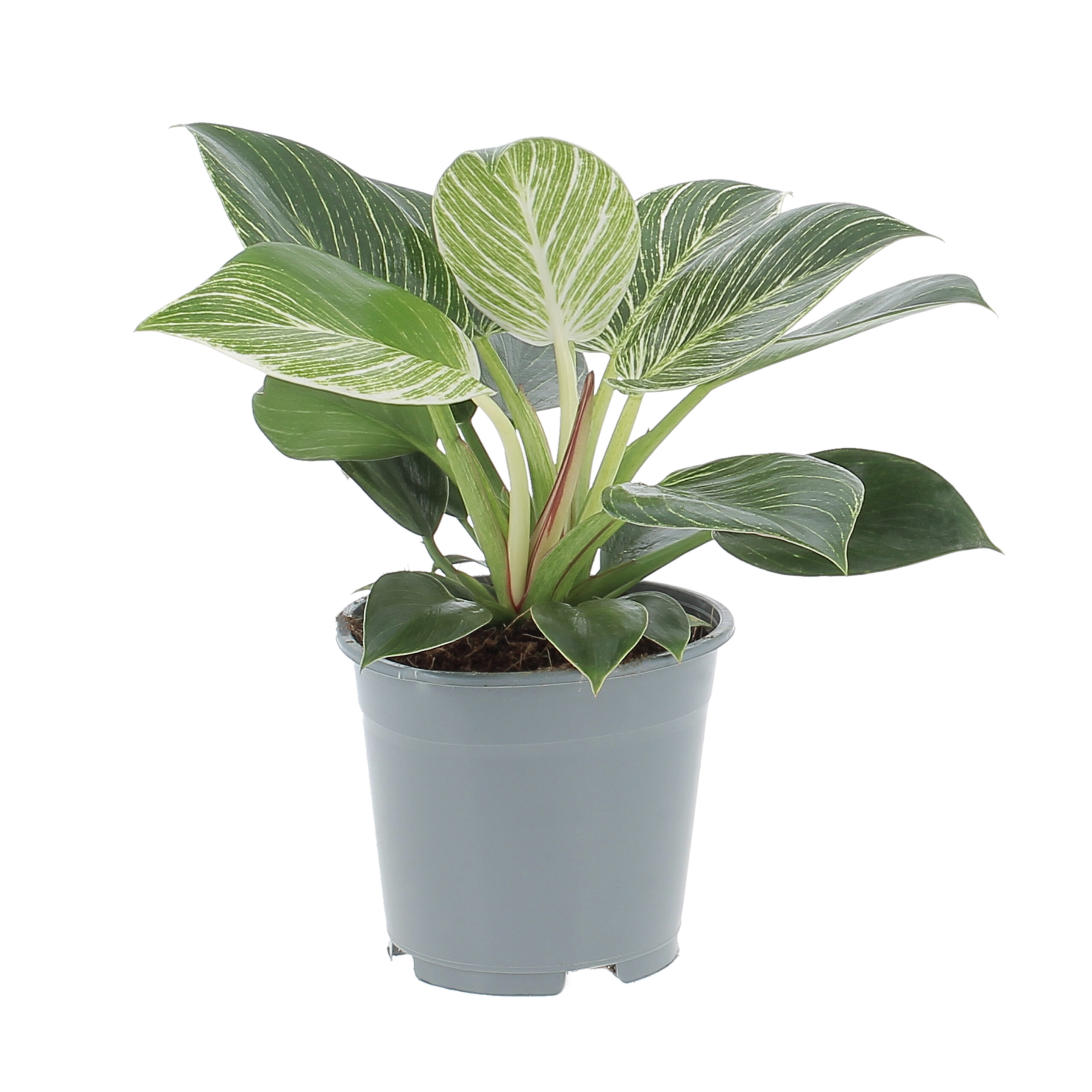 PTG-Philodendron-Frosty-v14-h30-frontale Philodendron Frosty