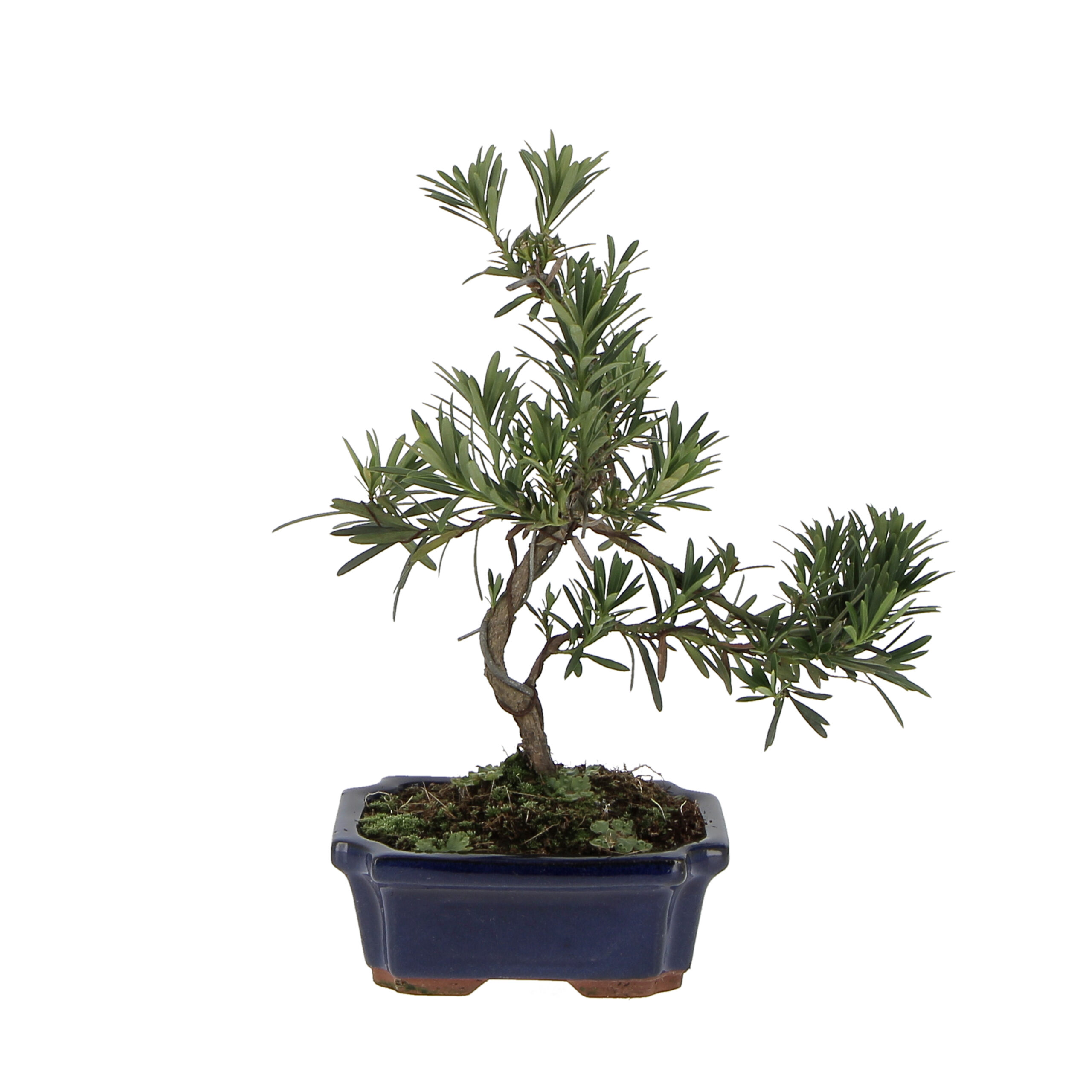 PTG-Podocarpus Fronte