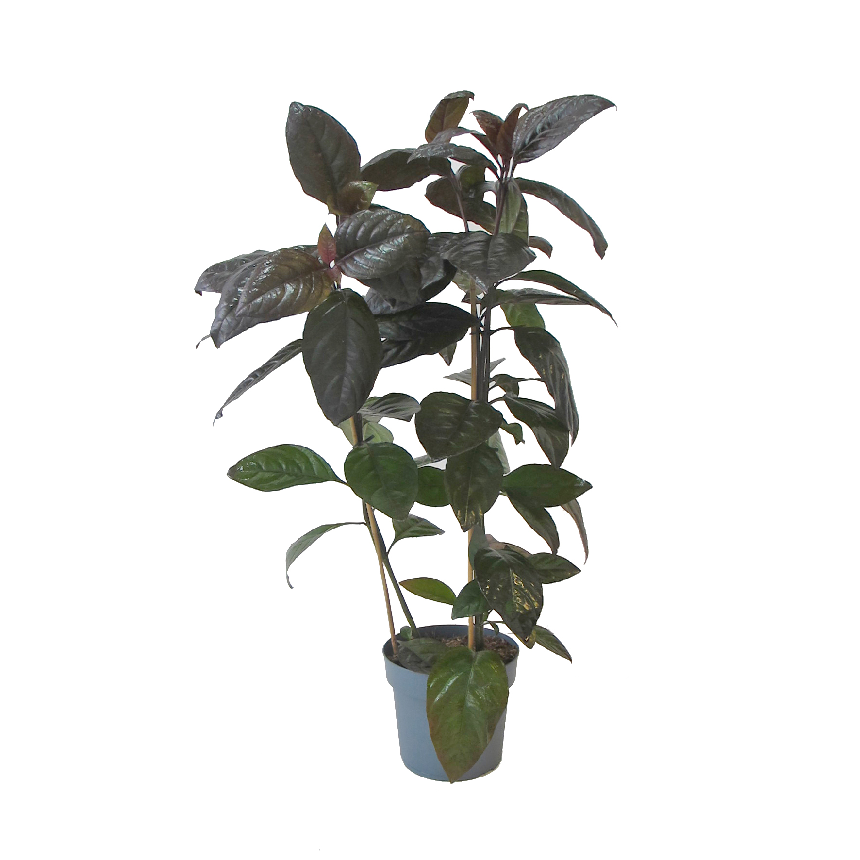 PTG-Pseuderanth-Carrauthersi Fronte Pseuderanthemum Carruthersii - vaso coltura standard