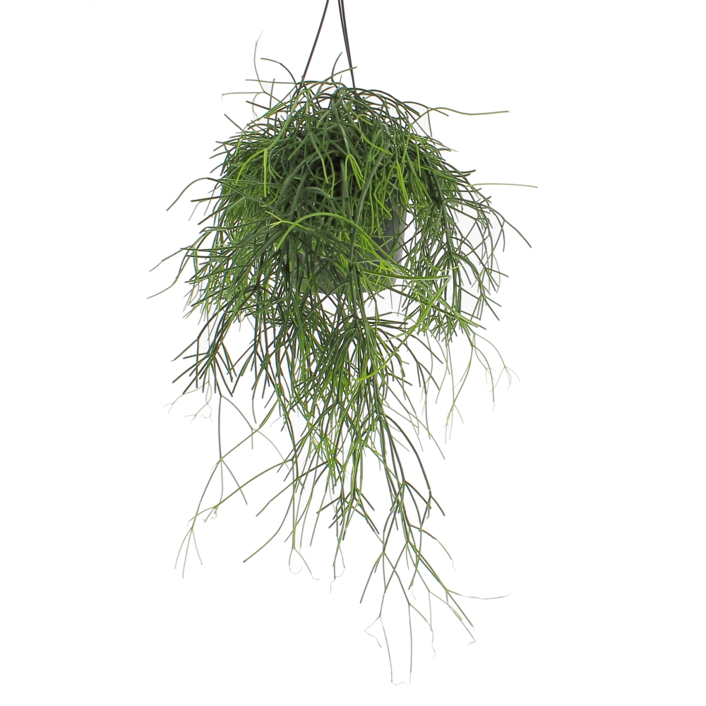PTG-Rhipsalis-Oasis-v17-h25-frontale Rhipsalis Baccifera Oasis
