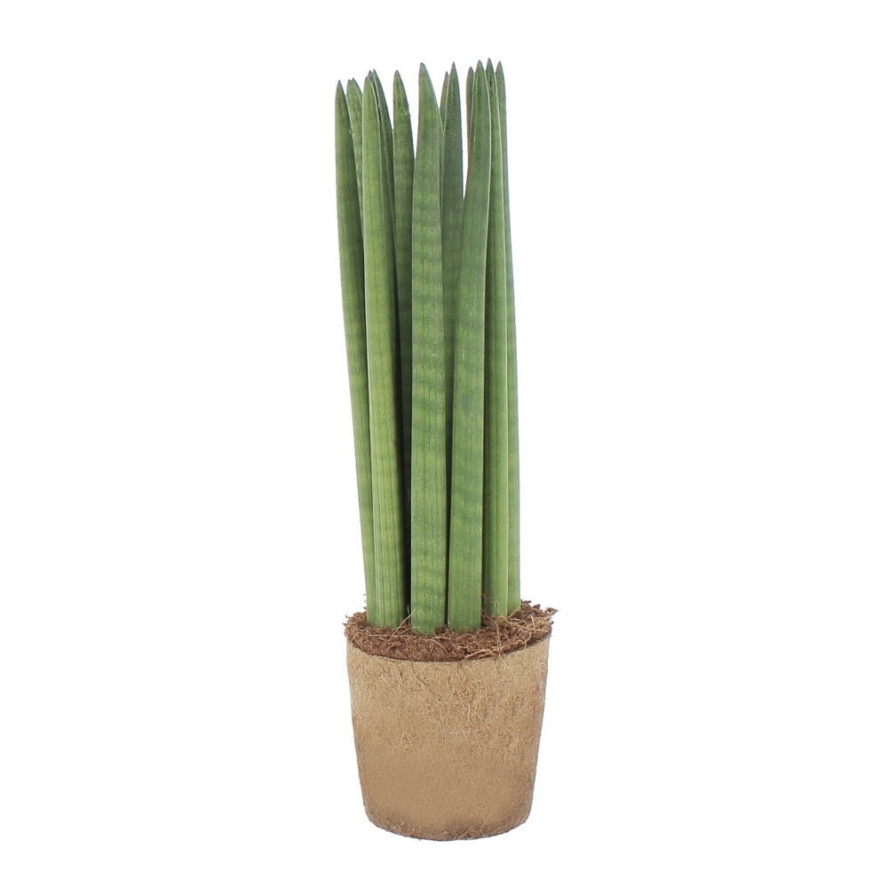 PTG-Sanseveria-Cylindrica-v14-h50-frontale Sanseveria-Cylindrica