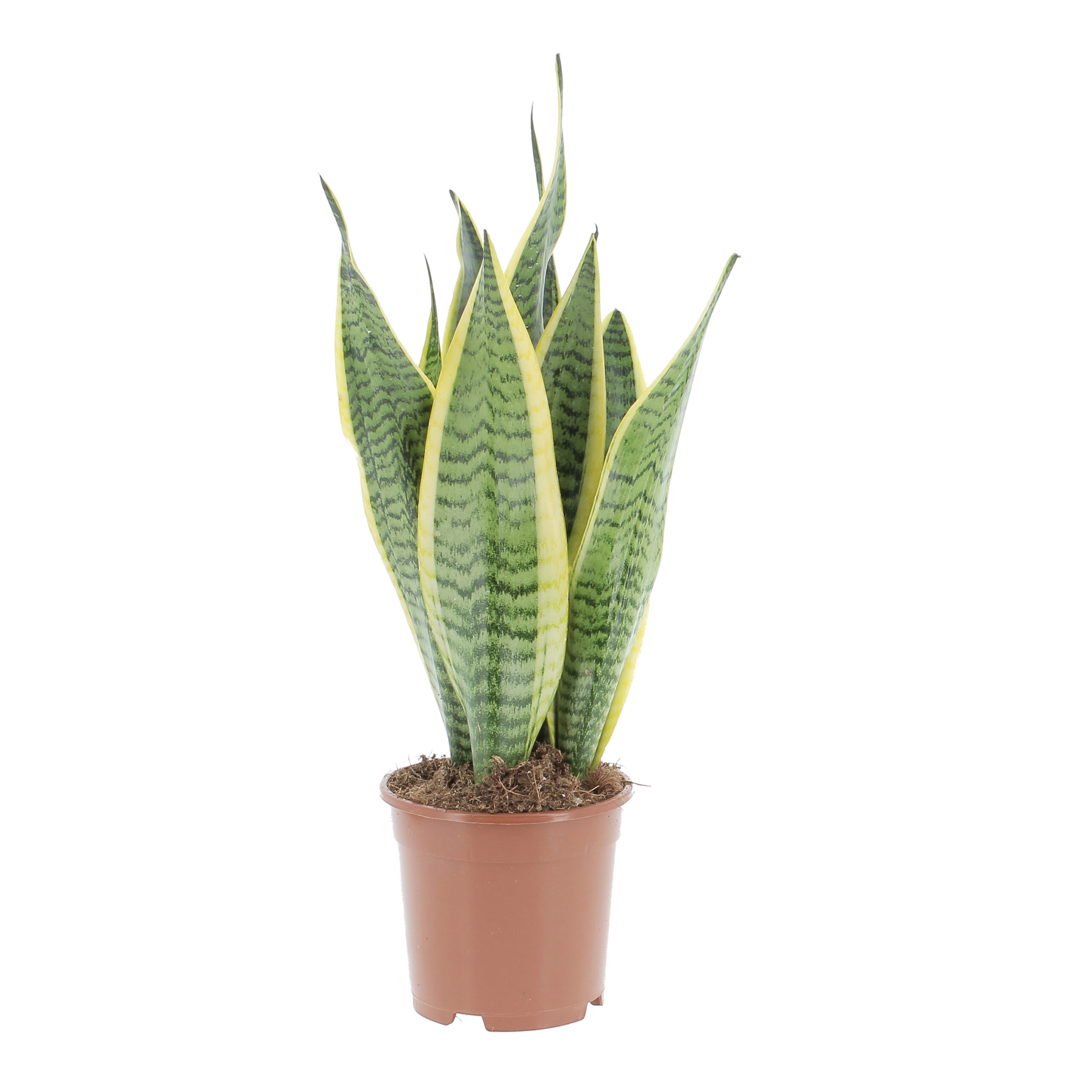 PTG-SansevieriaLaurentii-v15-h60-frontale Sansevieria Trifasciata Laurentii vaso coltura