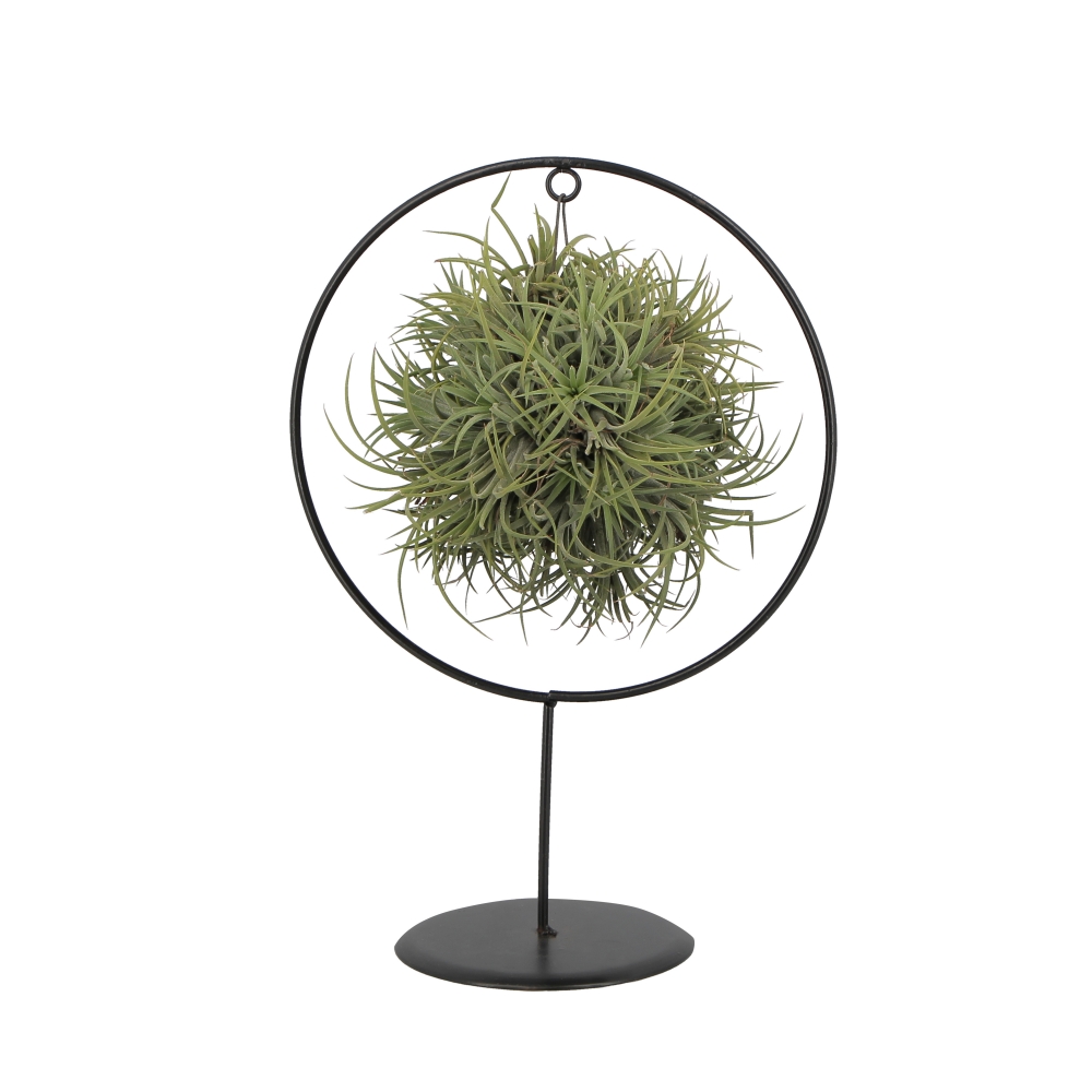 PTG-Tillandsia-Ring-Mix-v15-frontale Tillandsia