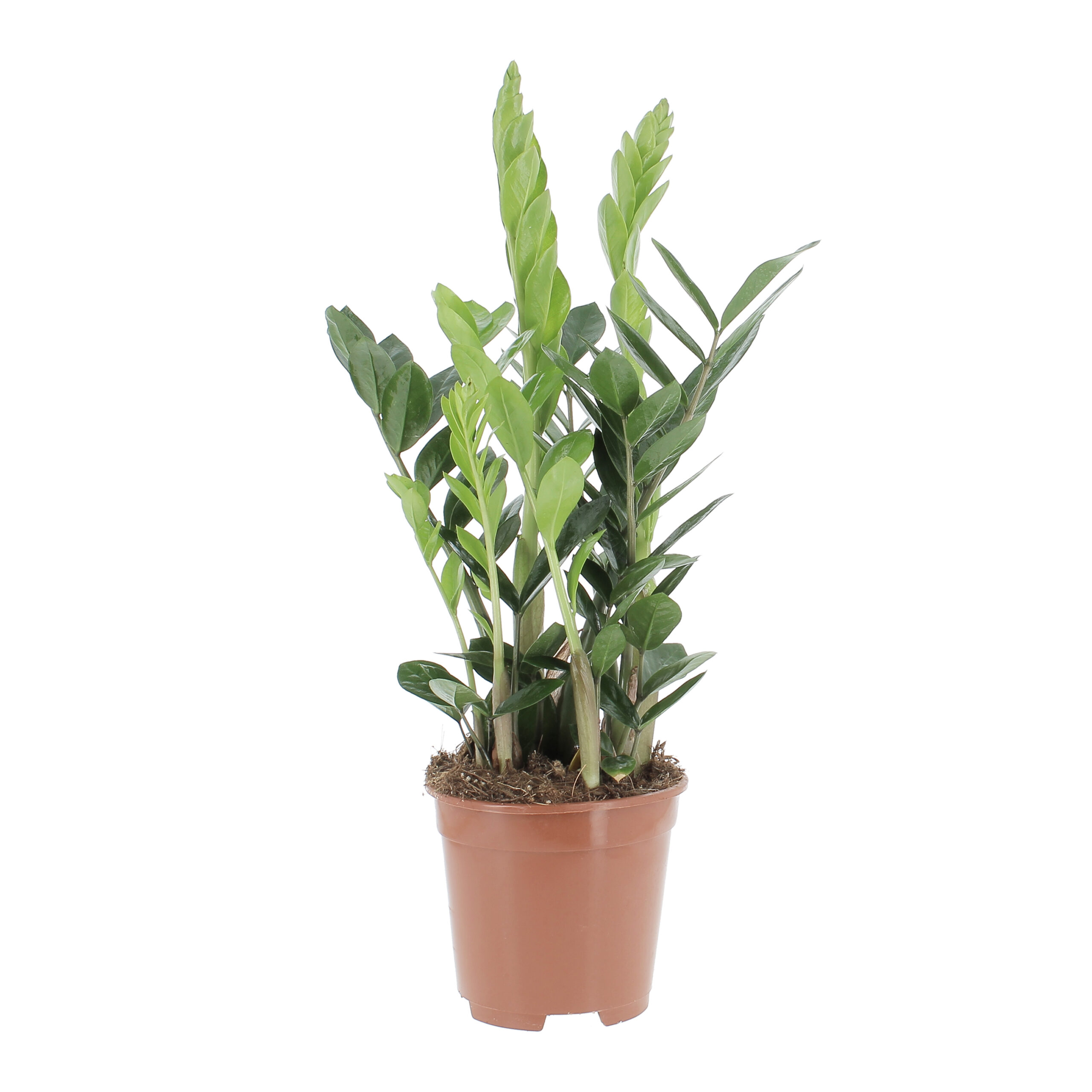 PTG-Zamioculcas-zamifolia-green-v17-h60-frontale