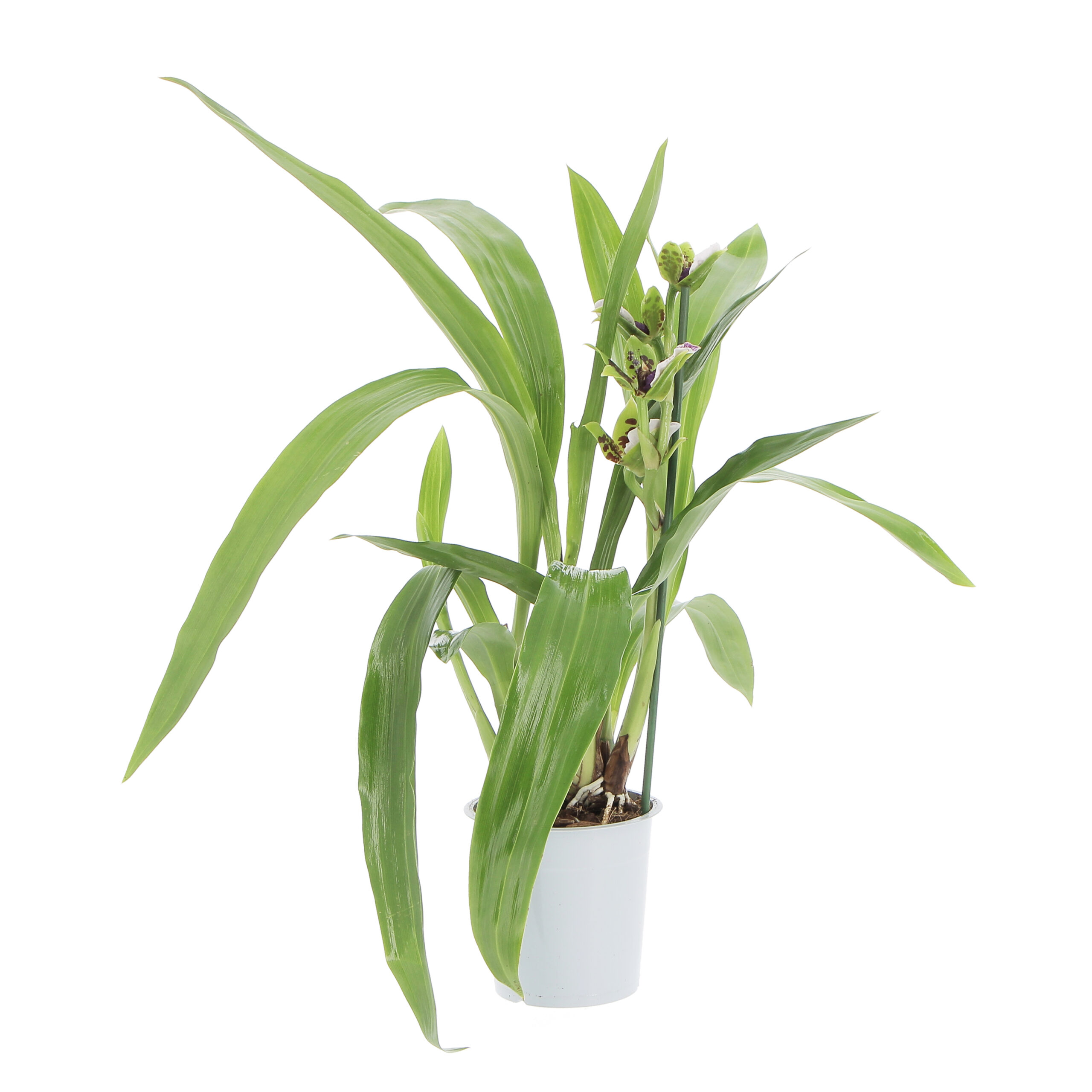 PTG-Zygopetalum-mix-1ramo-v12-h55-frontale