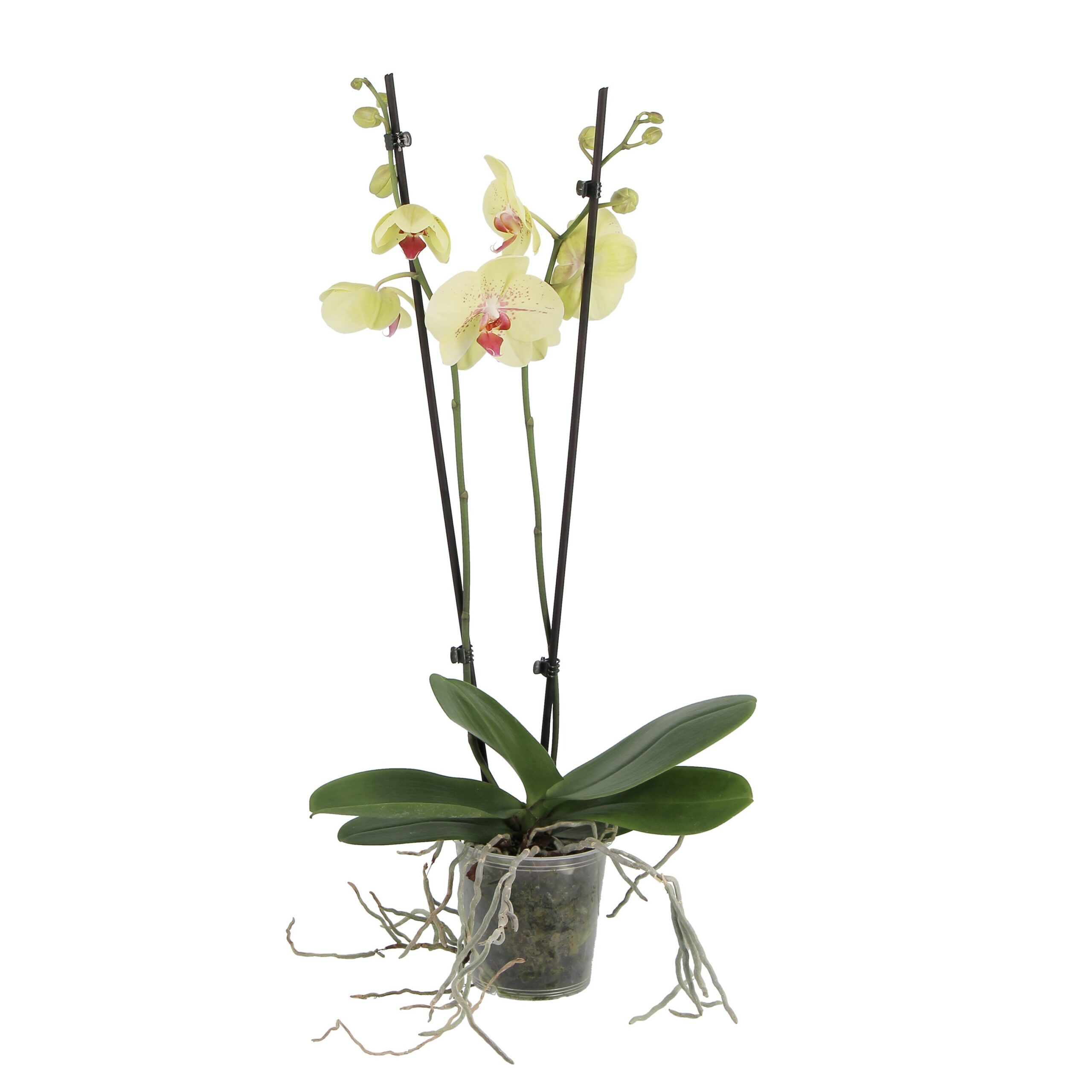 V Coltura orchidea edyta vaso coltura standard