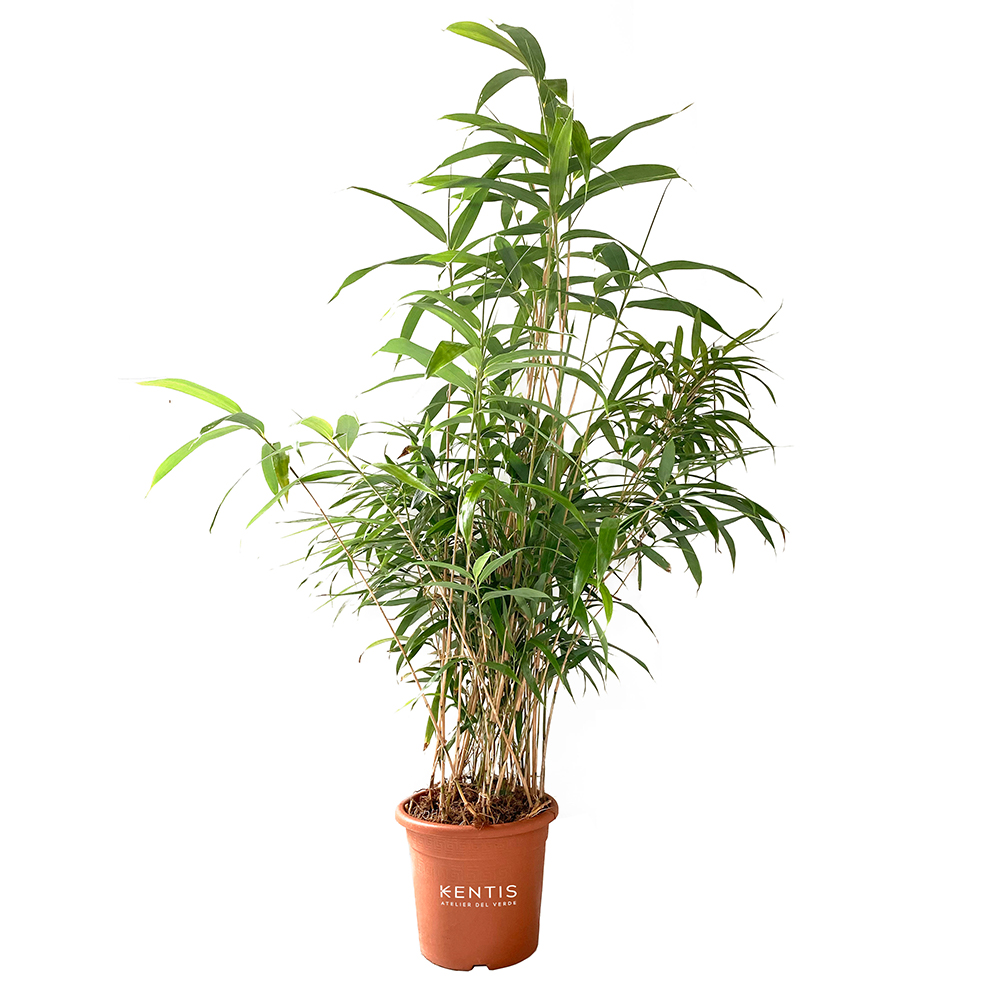 bambusa0-1 Bambusa Metake Pseudosasa Japonica