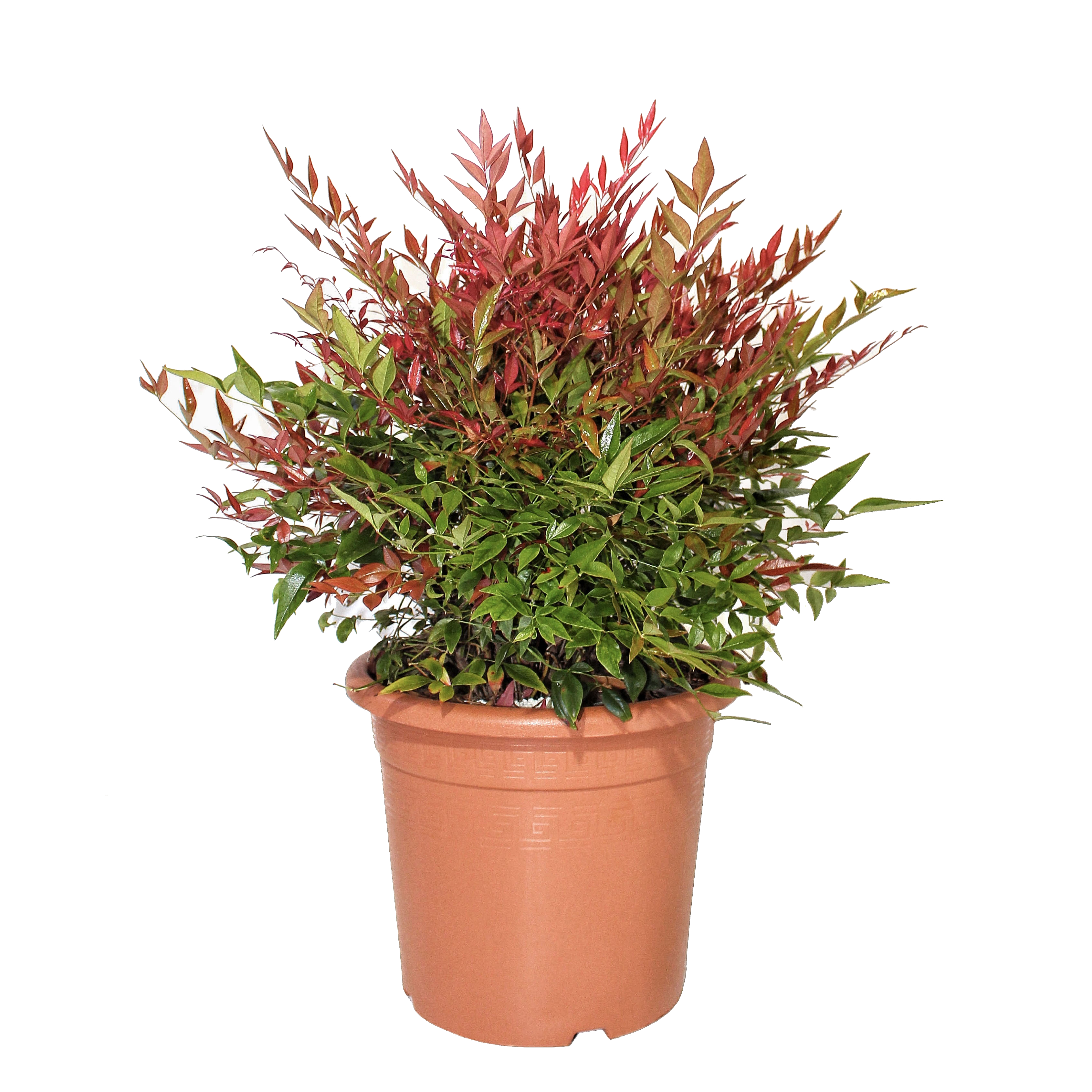 nandina obsessed2 copia
