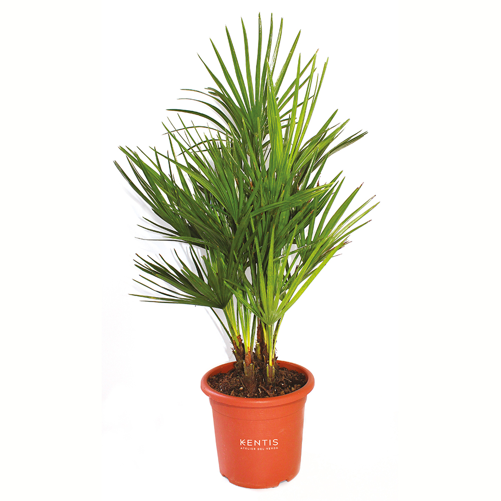 palmaok Chamaerops Humilis